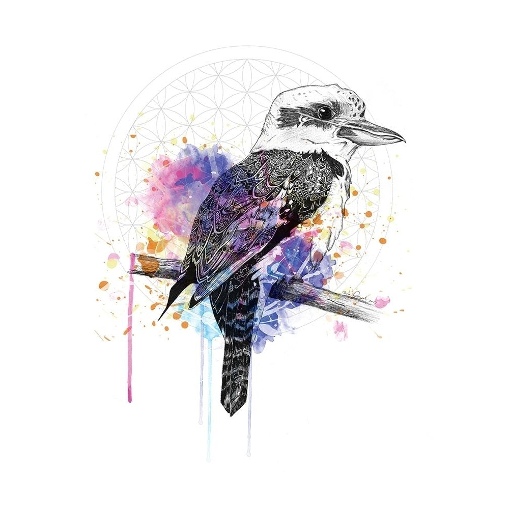 Kookaburra Poster Print by Karin Roberts-VARPDXR1276D Image 1