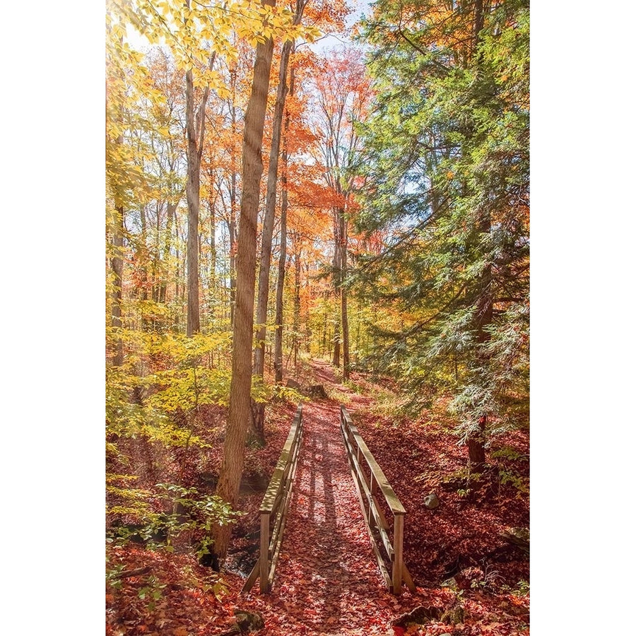 Forest Bridge Poster Print by Brooke T. Ryan-VARPDXR1306D Image 1