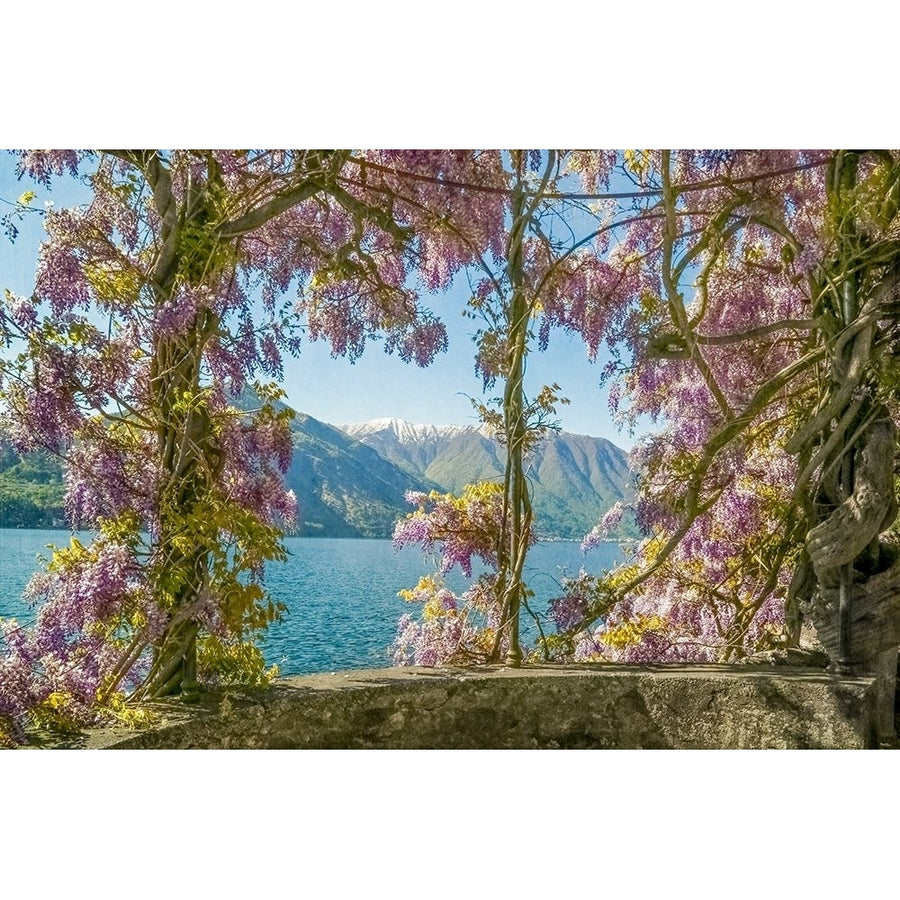 Wisteria and Mountains _?_ Lago di Como Poster Print by Brooke T. Ryan-VARPDXR1356D Image 1