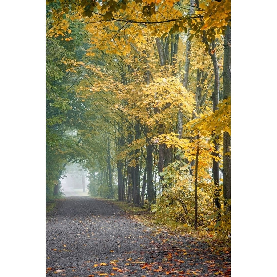 Tunnel Through Misty Forest Poster Print - Brooke T. Ryan-VARPDXR1519D Image 1