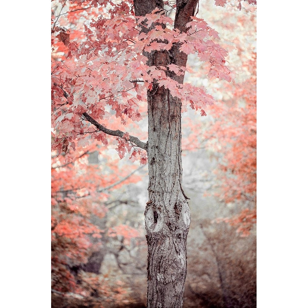 Pink and Coral Maple Tree Poster Print - Brooke T. Ryan-VARPDXR1516D Image 1