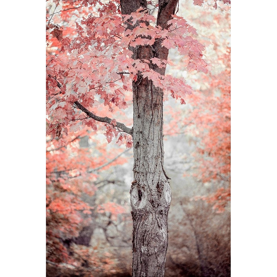 Pink and Coral Maple Tree Poster Print - Brooke T. Ryan-VARPDXR1516D Image 1