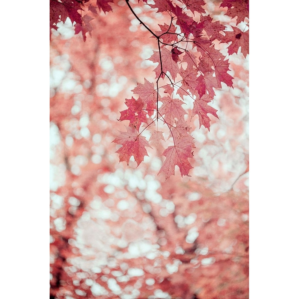 Pink and Coral Maple Leaves Poster Print - Brooke T. Ryan-VARPDXR1515D Image 1