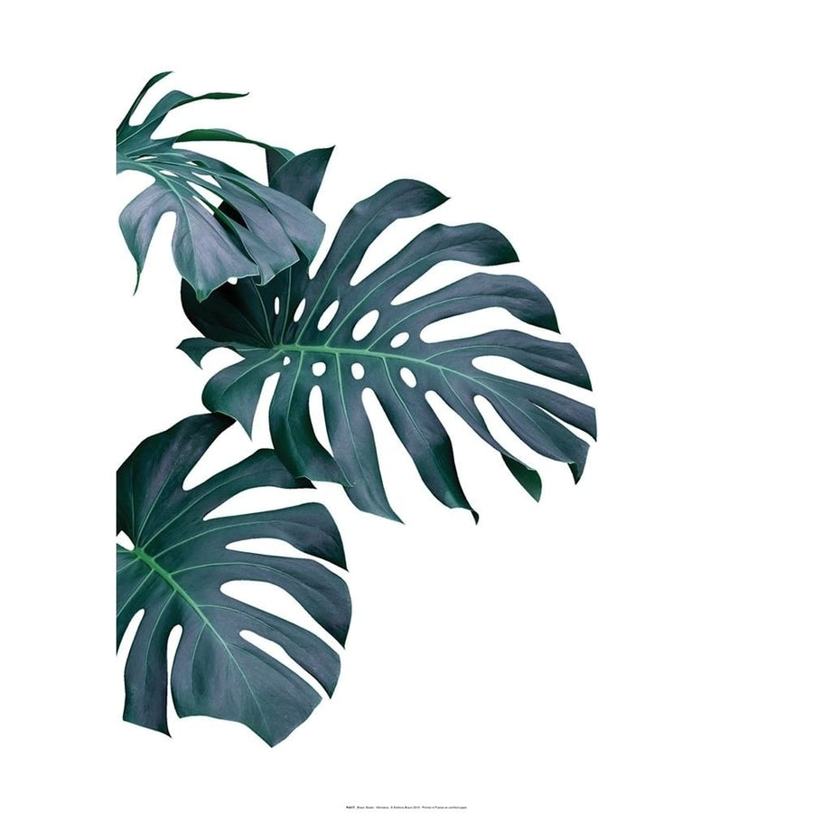 Monstera Poster Print by Braun Studio Braun Studio-VARPDXR4317 Image 1