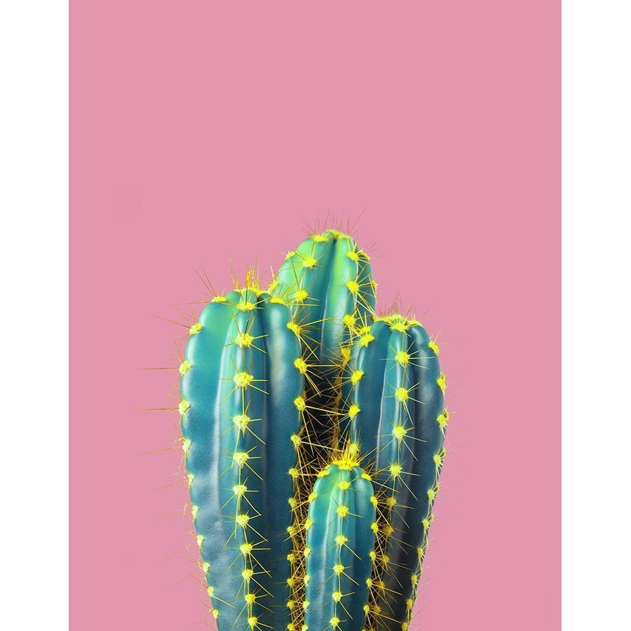 Braun Studio - Cactus epines jaunes Poster Print - Studio Braun-VARPDXR4351 Image 1