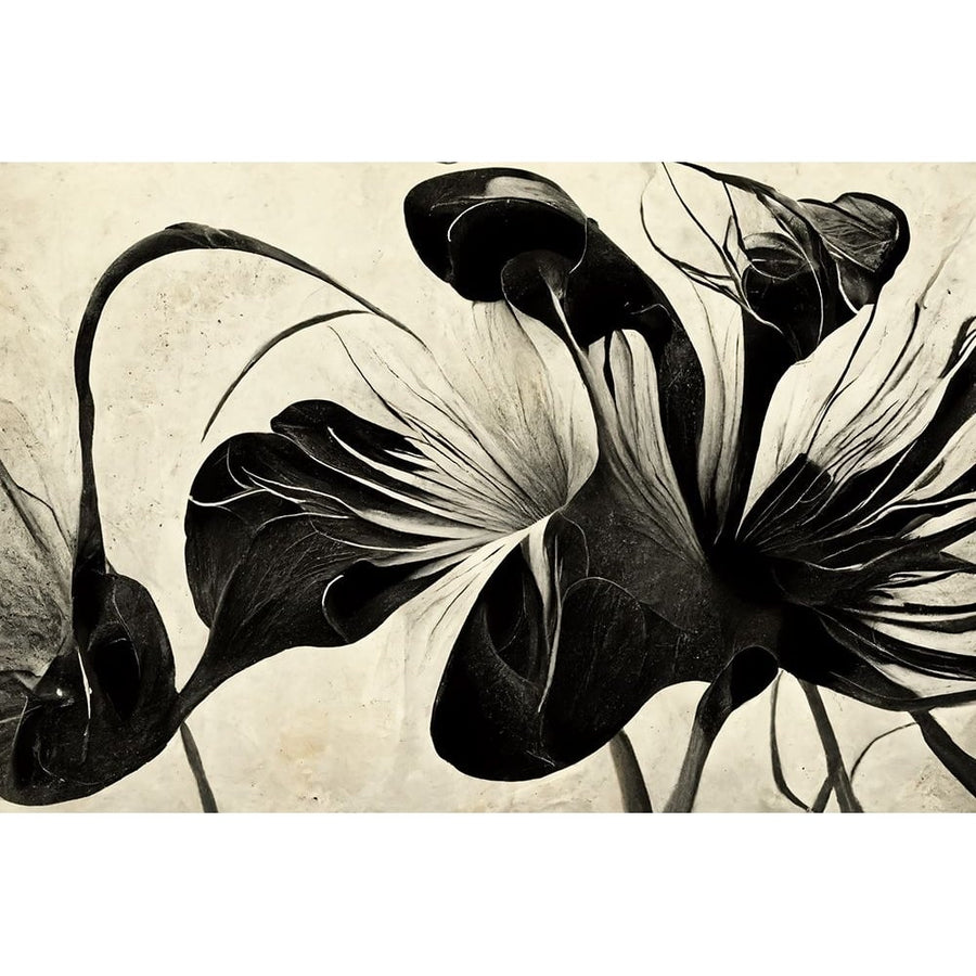 B068 Flowers Black White Poster Print - Ray Heere-VARPDXRAYHEE279877 Image 1