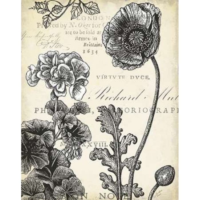 Pen and Ink Floral Study I Poster Print by Marie Elaine Cusson-VARPDXRB10885MC Image 1