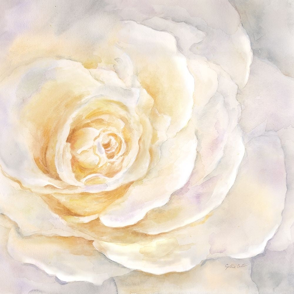 Watercolor Rose Closeup II Poster Print by Cynthia Coulter-VARPDXRB11787CC Image 1