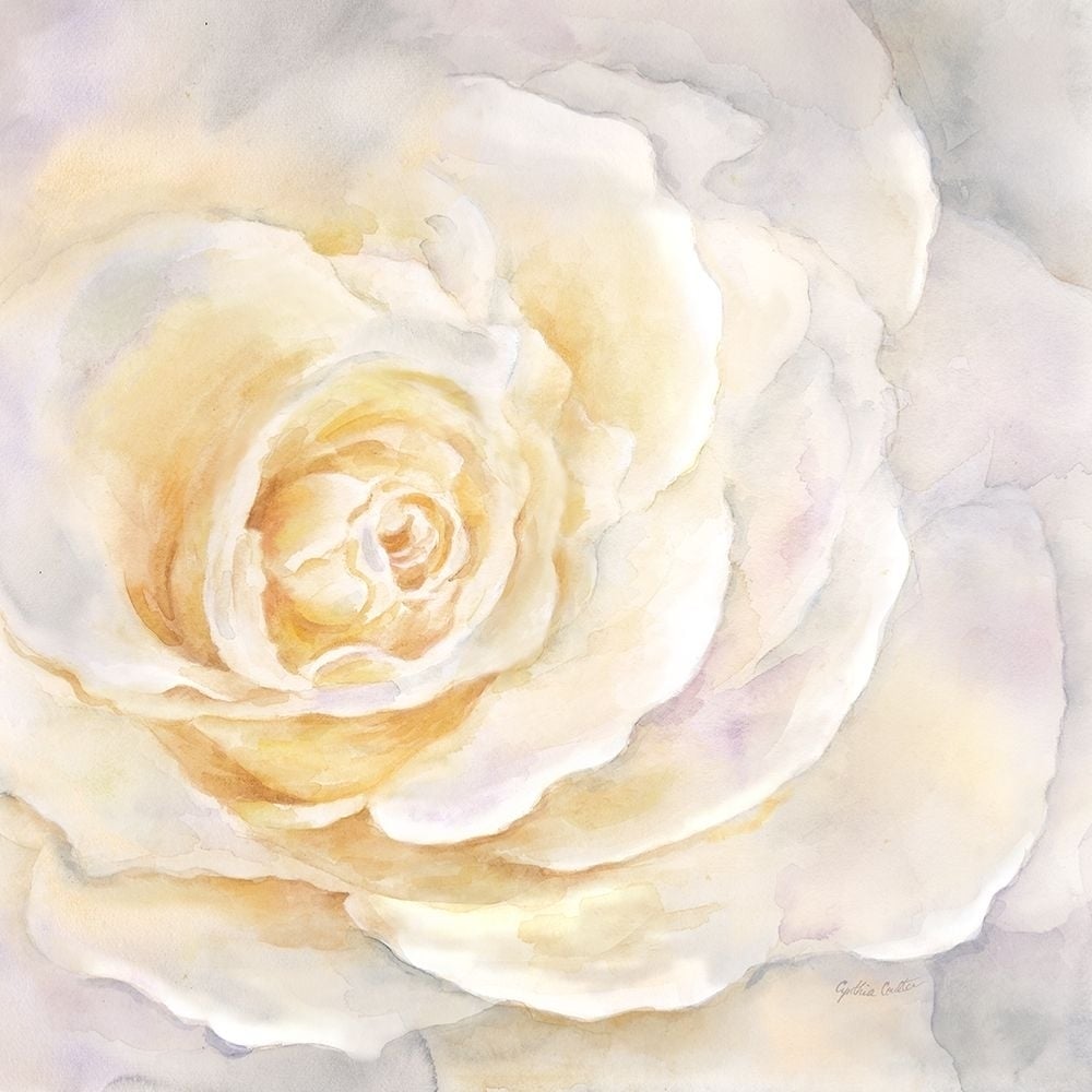 Watercolor Rose Closeup II Poster Print by Cynthia Coulter-VARPDXRB11787CC Image 2