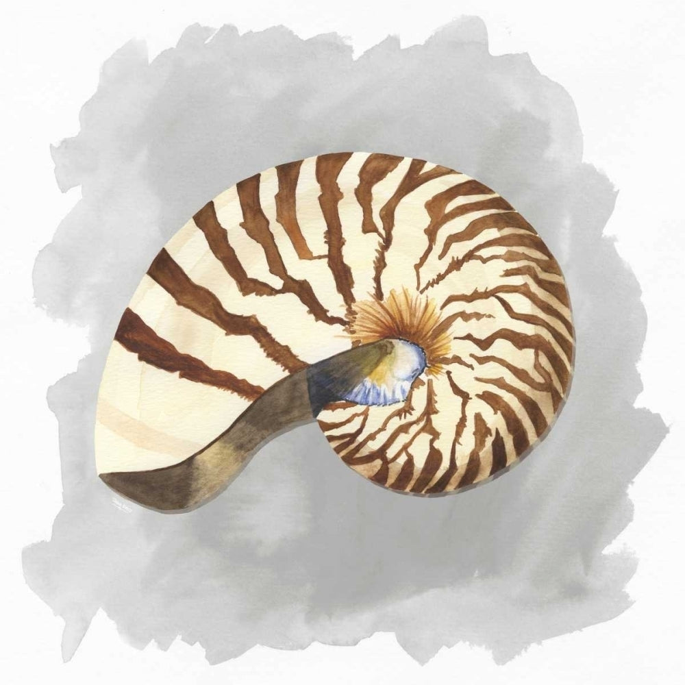 Shells on Grey III Poster Print by Tara Reed-VARPDXRB11911TR Image 2