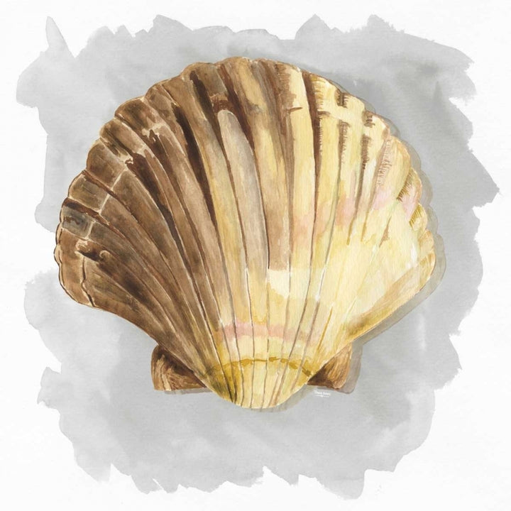 Shells on Grey V Poster Print by Tara Reed-VARPDXRB11913TR Image 2