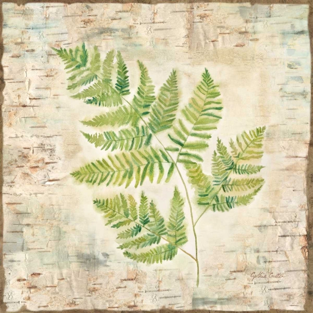 Birch Bark Ferns II Poster Print by Cynthia Coulter-VARPDXRB12009CC Image 2