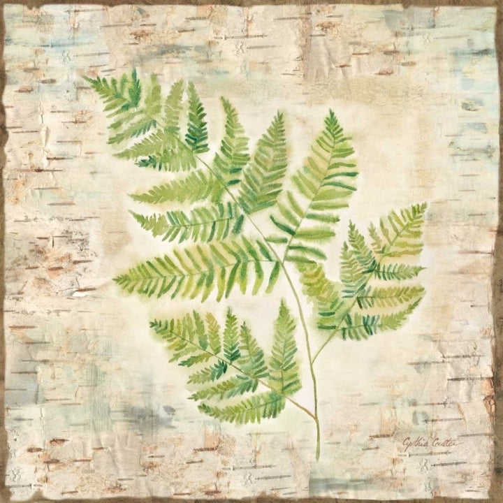 Birch Bark Ferns II Poster Print by Cynthia Coulter-VARPDXRB12009CC Image 1