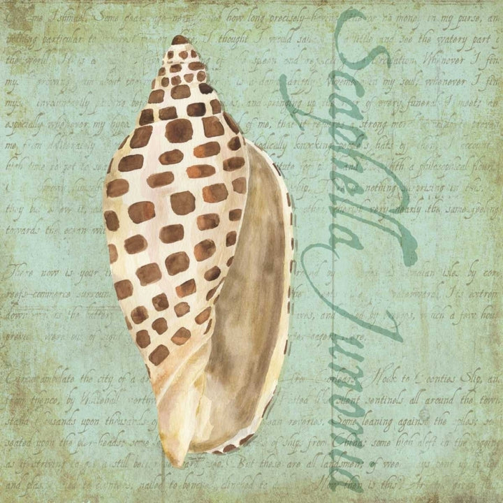 Oceanum Shells Green II Poster Print by Tara Reed-VARPDXRB12027TR Image 1