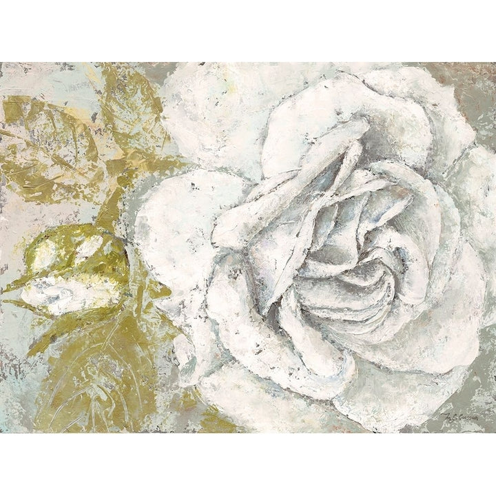 White Rose Blossom Poster Print by Marie Elaine Cusson-VARPDXRB12508MC Image 2