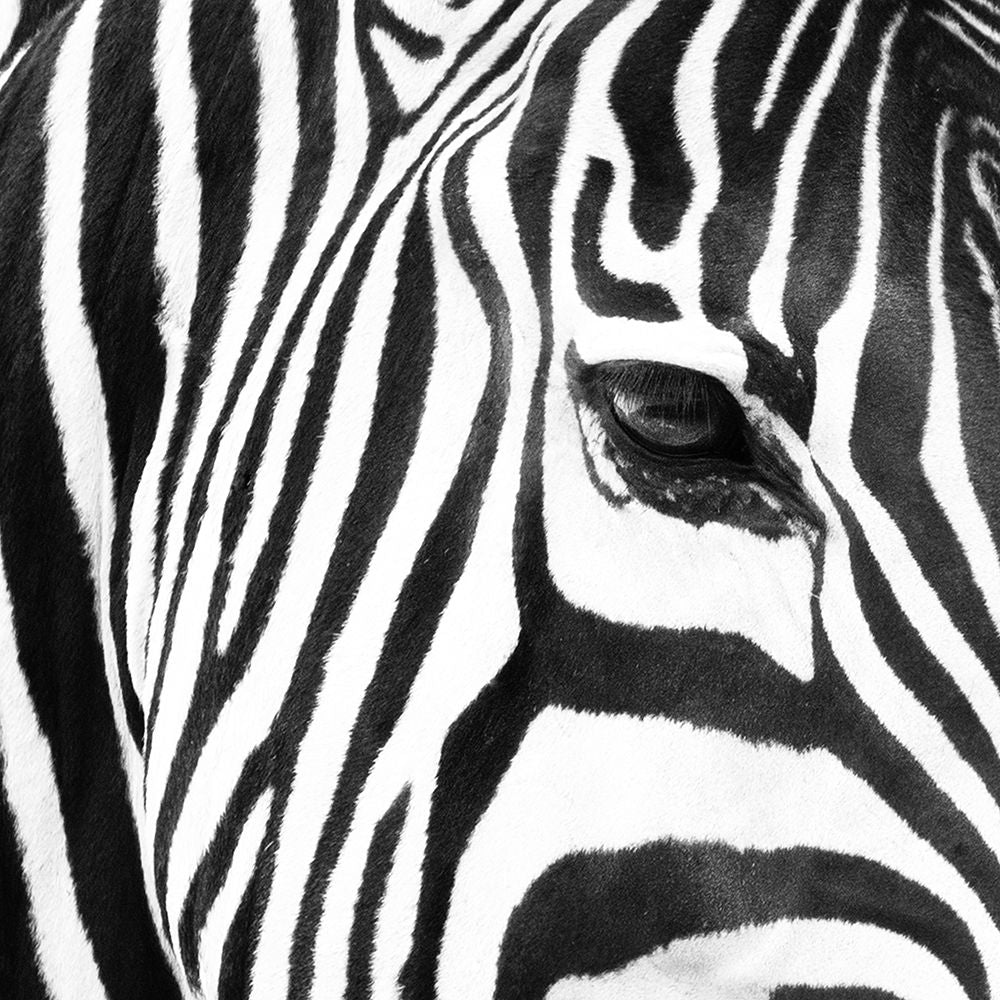 Zebra Up Close Poster Print by Susan Michal-VARPDXRB12537SM Image 1