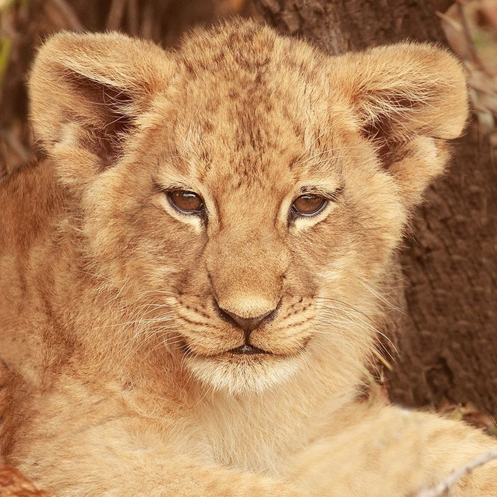 Lion Cub Poster Print by Susan Michal-VARPDXRB12546SM Image 1