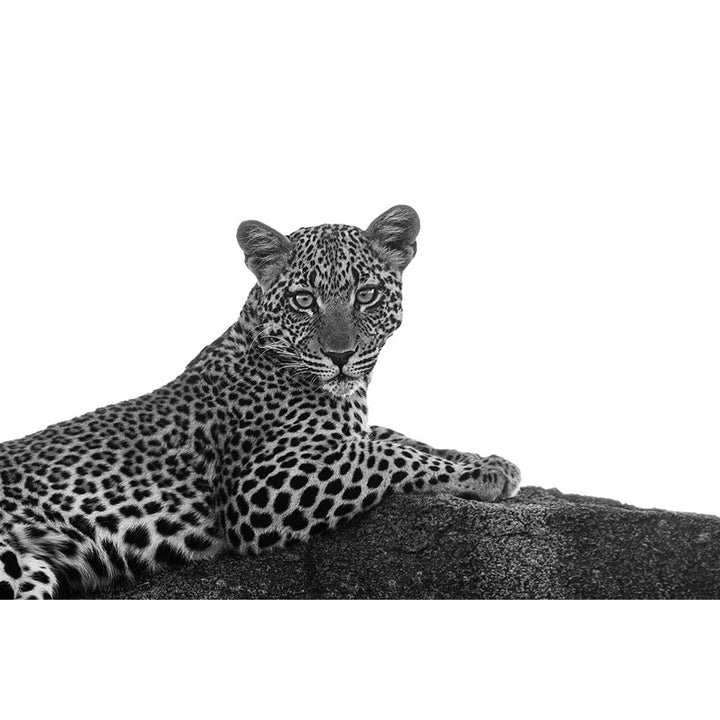 Leopard In Black And White Poster Print by Susan Michal-VARPDXRB12549SM Image 2