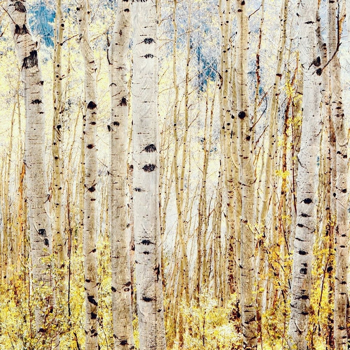 Birch Grove Poster Print by Lu Anne Tyrrell-VARPDXRB12555LT Image 2