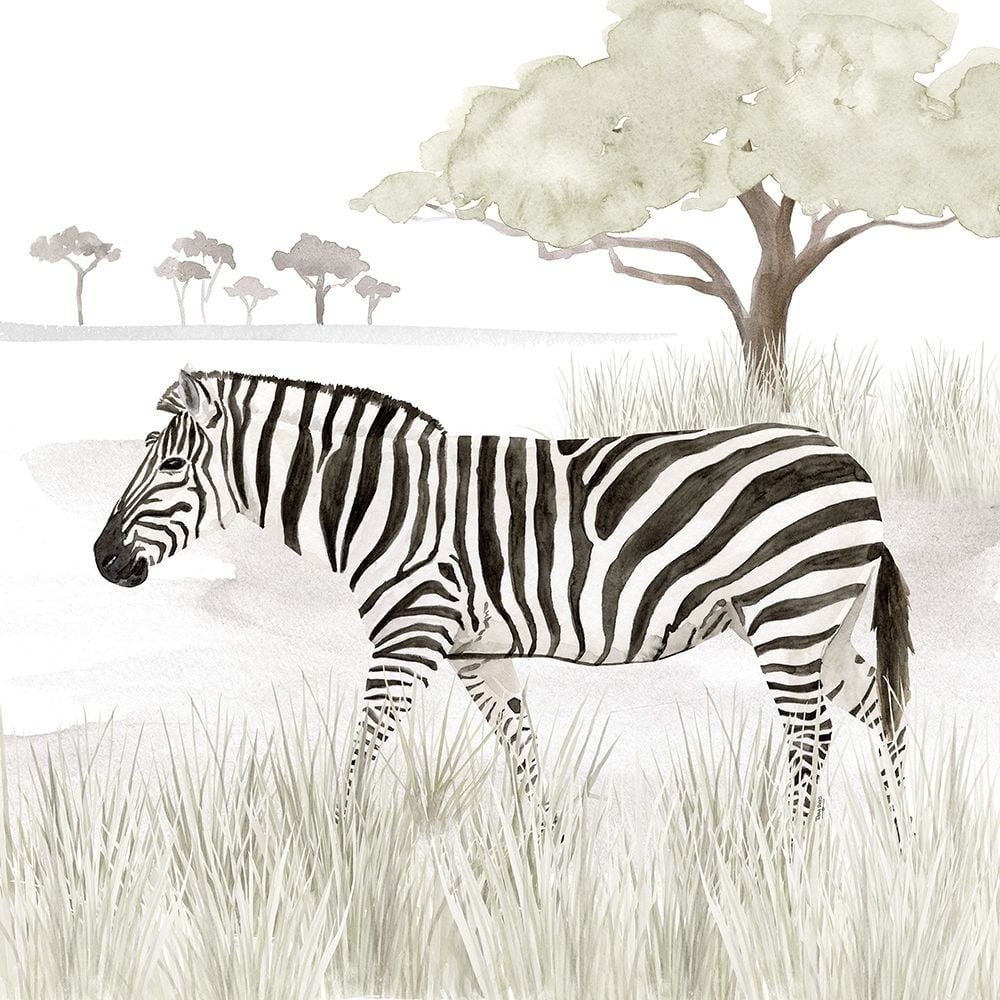 Serengeti Zebra Square Poster Print by Tara Reed-VARPDXRB13498TR Image 1