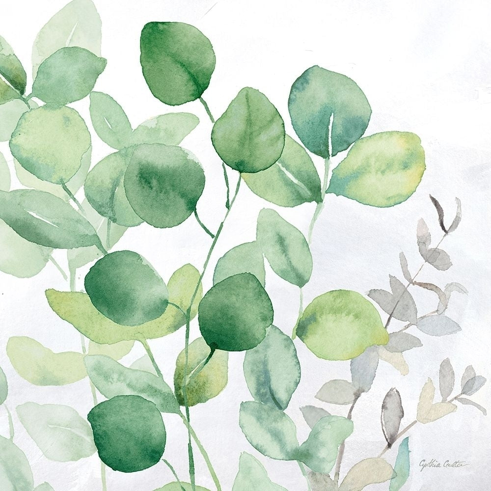 Eucalyptus Leaves II Poster Print by Cynthia Coulter-VARPDXRB14279CC Image 1