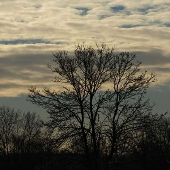 Morning Silhouette Poster Print by Denise Romita-VARPDXRB9644DR Image 1