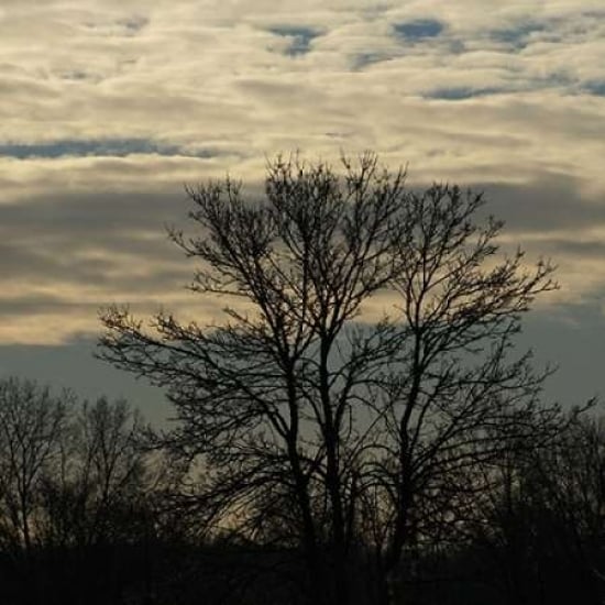 Morning Silhouette Poster Print by Denise Romita-VARPDXRB9644DR Image 2