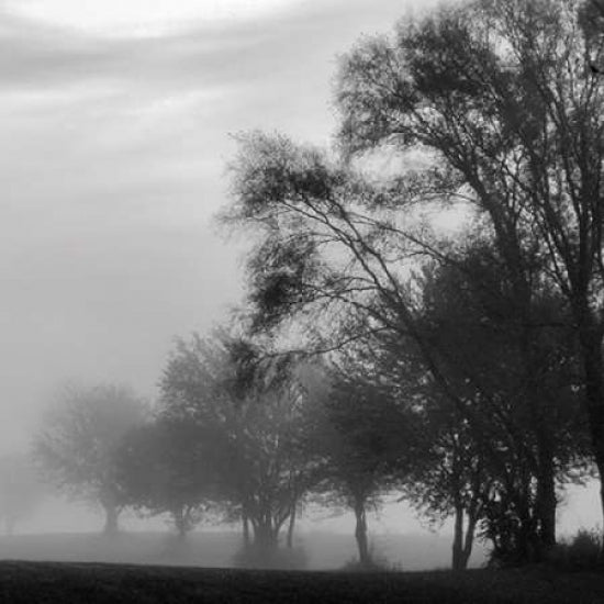 Fog Through the Trees II Poster Print by Denise Romita-VARPDXRB9982DR Image 1