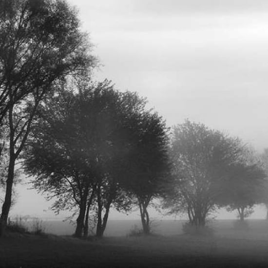 Fog Through the Trees I Poster Print by Denise Romita-VARPDXRB9981DR Image 1