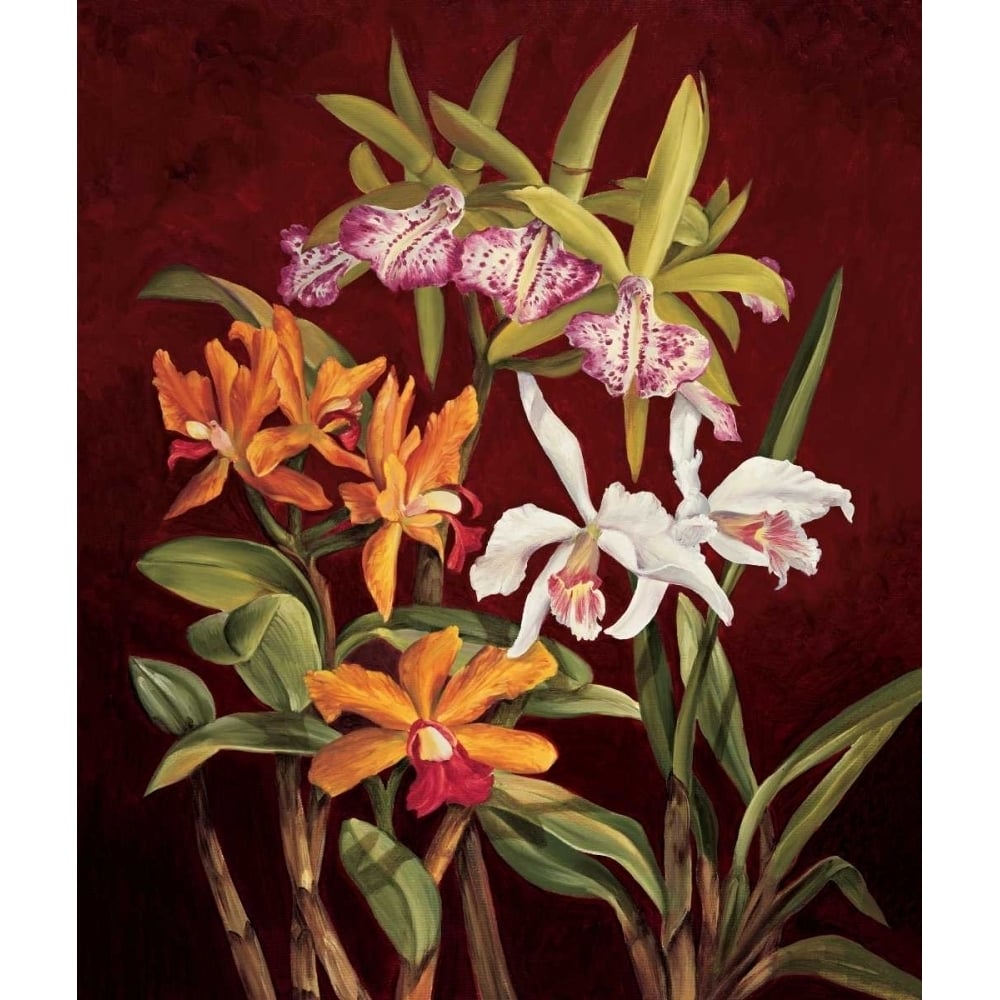 Orchid Trio II by Rodolfo Jimenez-VARPDXRDI4133 Image 1