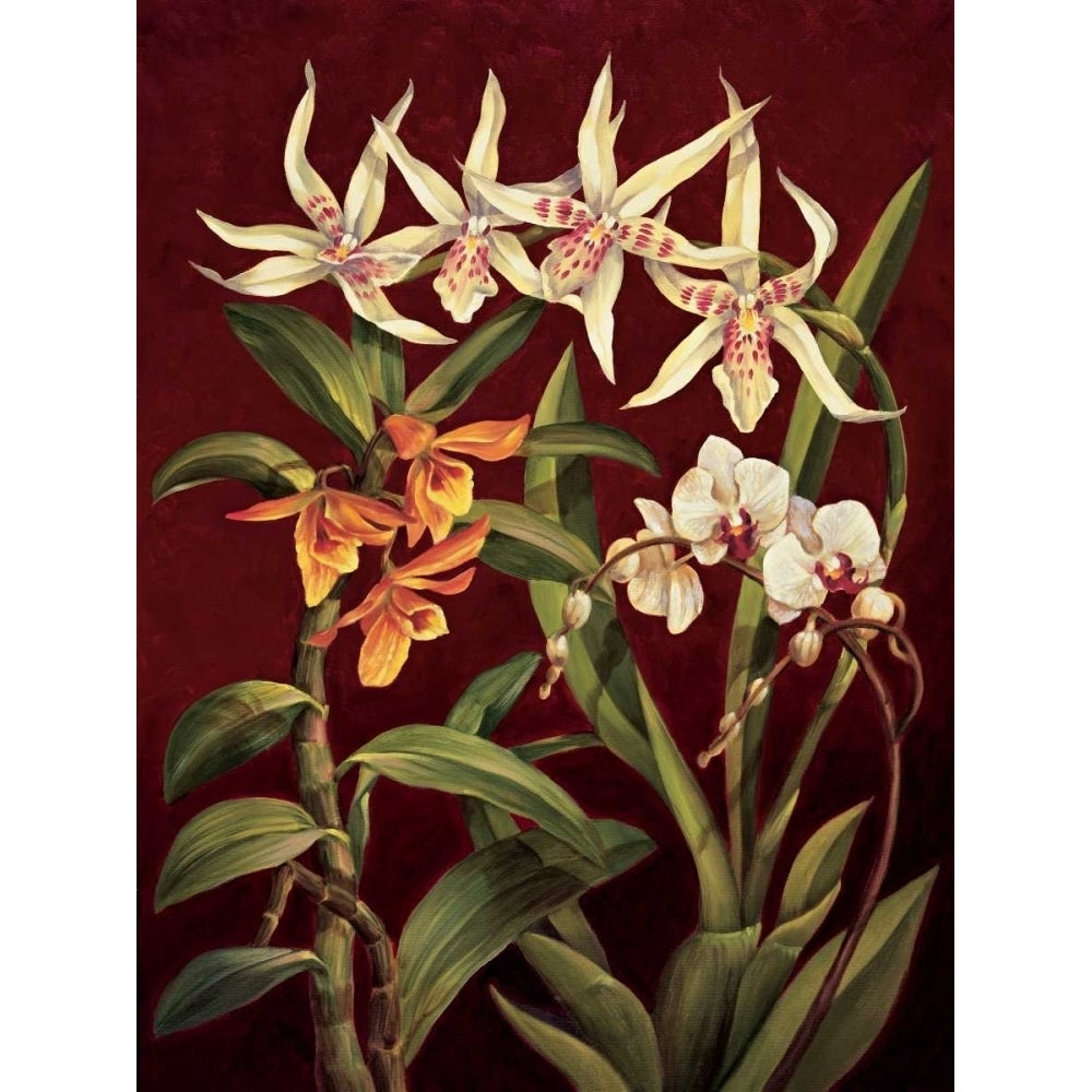 Orchid Trio I Poster Print by Rodolfo Jimenez-VARPDXRDI4132 Image 1