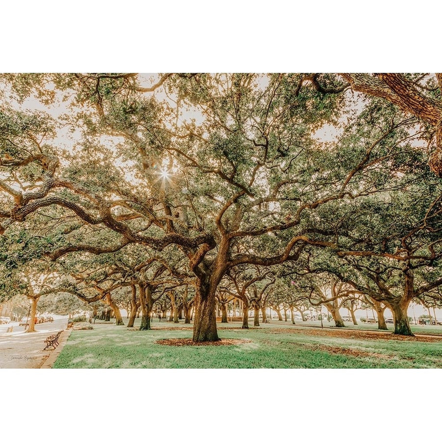 Low Country Oaks II Poster Print - Jennifer Rigsby-VARPDXRIG108 Image 1