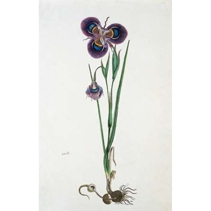 Iris Poster Print by Robert Jacob Gordon-VARPDXRJG03 Image 1