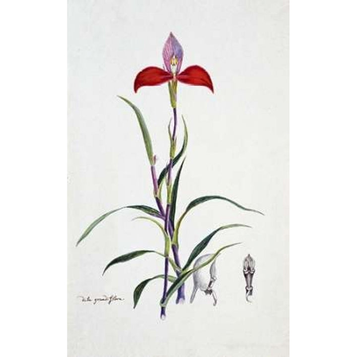 Orchid Dila Grandiflora Poster Print by Robert Jacob Gordon-VARPDXRJG04 Image 2