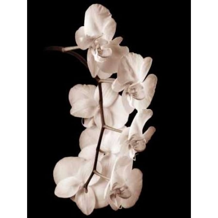 Orchid Dance I Poster Print by John Rehner-VARPDXRJP200 Image 1