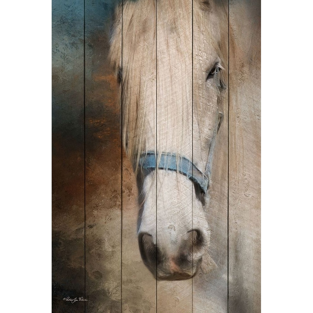 Old Gray Mare Poster Print by Robin-Lee Vieira-VARPDXRLV629 Image 1