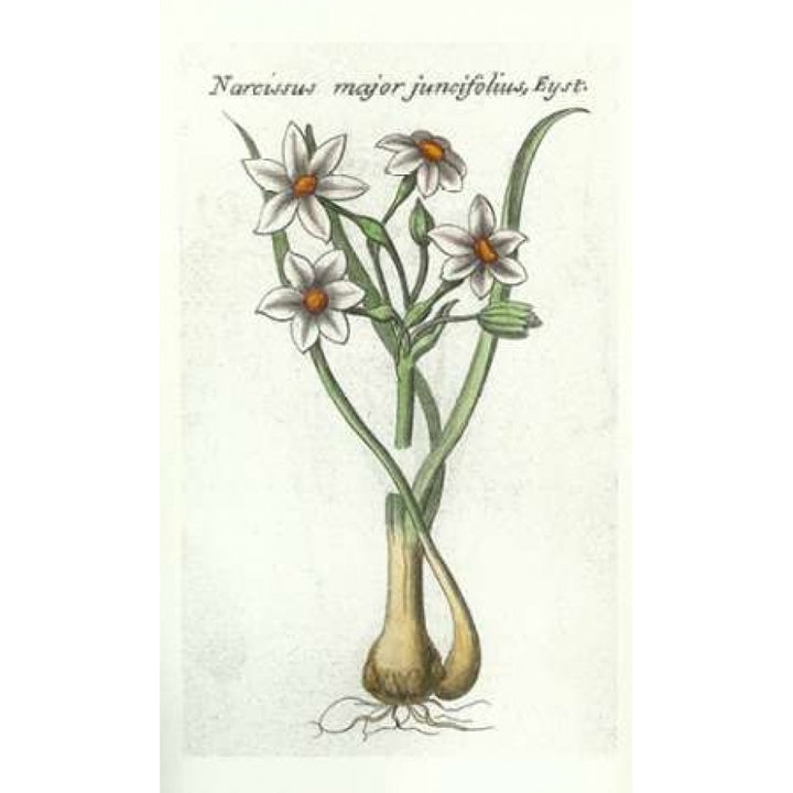 Narcissus Juncifolius Poster Print by Robert Morison-VARPDXRM18 Image 1