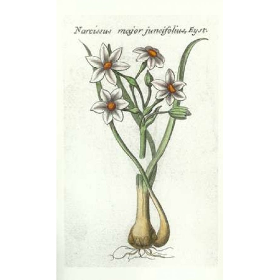 Narcissus Juncifolius Poster Print by Robert Morison-VARPDXRM18 Image 2