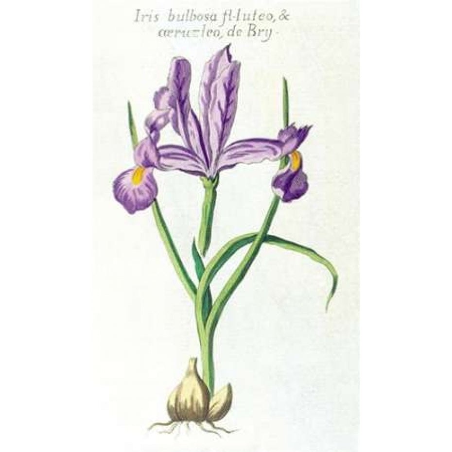 Iris Bulbosa Luteo Poster Print by Robert Morison-VARPDXRM16 Image 1