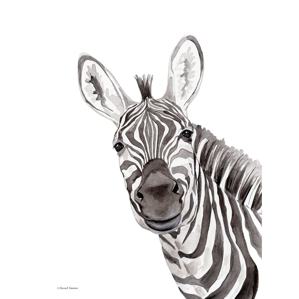 Safari Zebra Peek-a-boo by Rachel Nieman-VARPDXRN271 Image 1