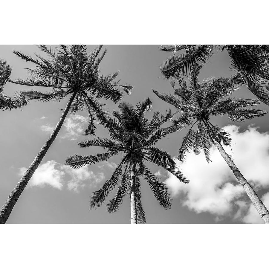 California Palms II Poster Print - Richard Silver-VARPDXRX067A Image 1