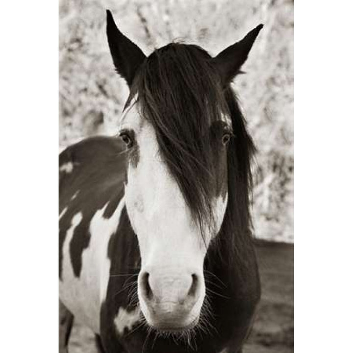 Pale Eyed Stallion Poster Print by Traer Scott-VARPDXS1248D Image 1