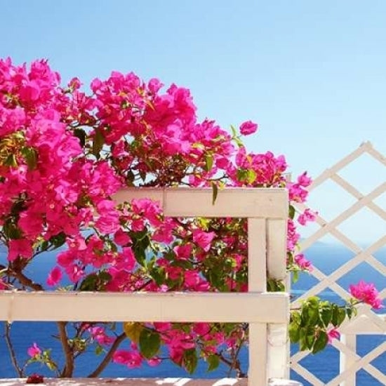 Santorini Blooms Poster Print by Sylvia Coomes-VARPDXS1428D Image 1