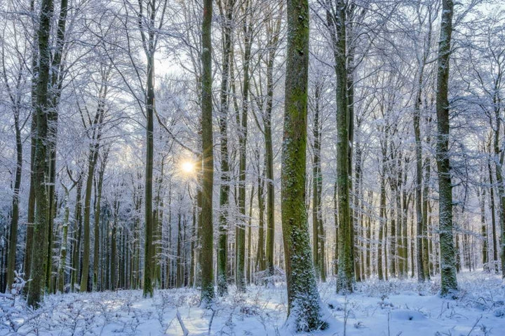 Frosty Forest Poster Print by Anne Schneidersmann-VARPDXS1574D Image 1