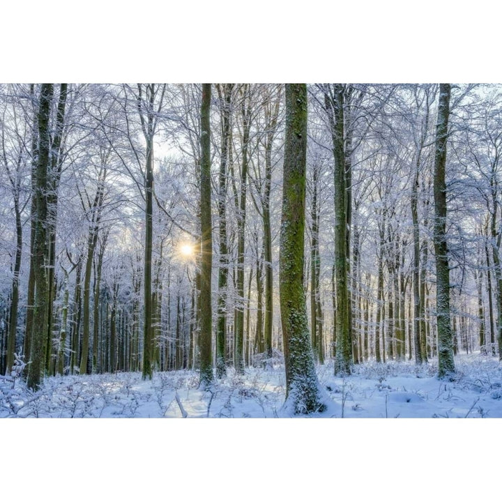 Frosty Forest Poster Print by Anne Schneidersmann-VARPDXS1574D Image 2