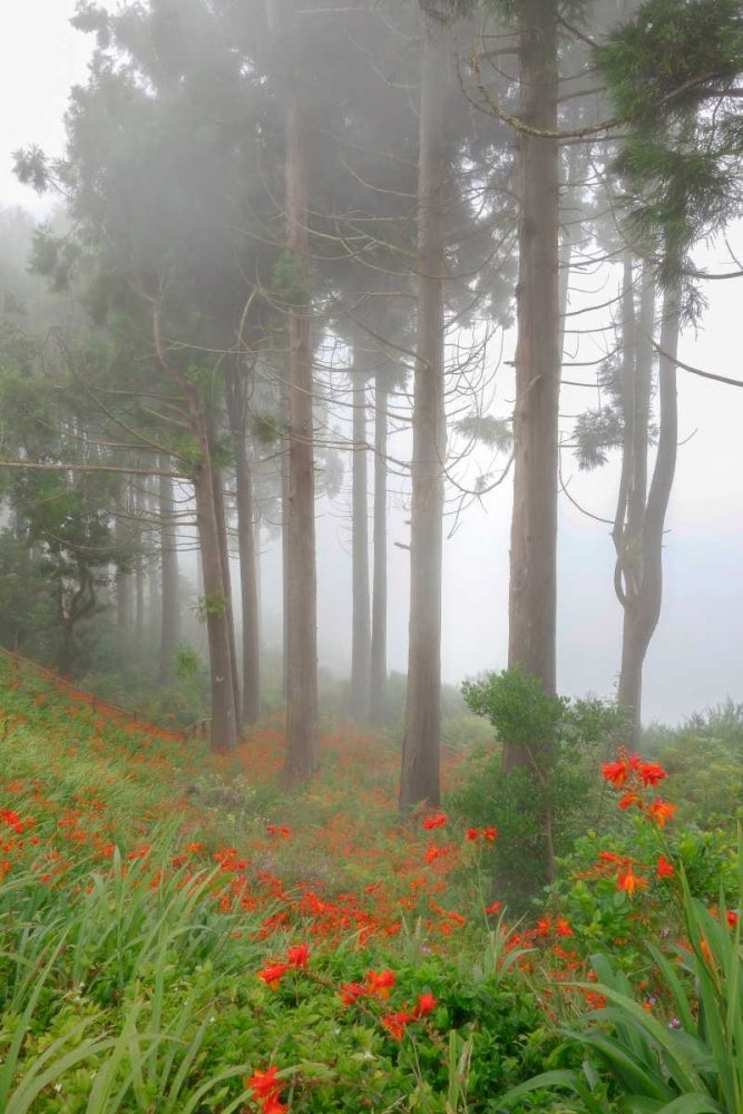 Forest of The Flowers Poster Print by Anne Schneidersmann-VARPDXS1575D Image 1