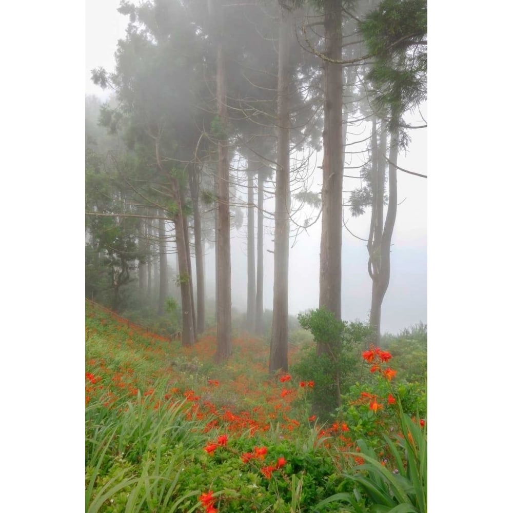 Forest of The Flowers Poster Print by Anne Schneidersmann-VARPDXS1575D Image 2