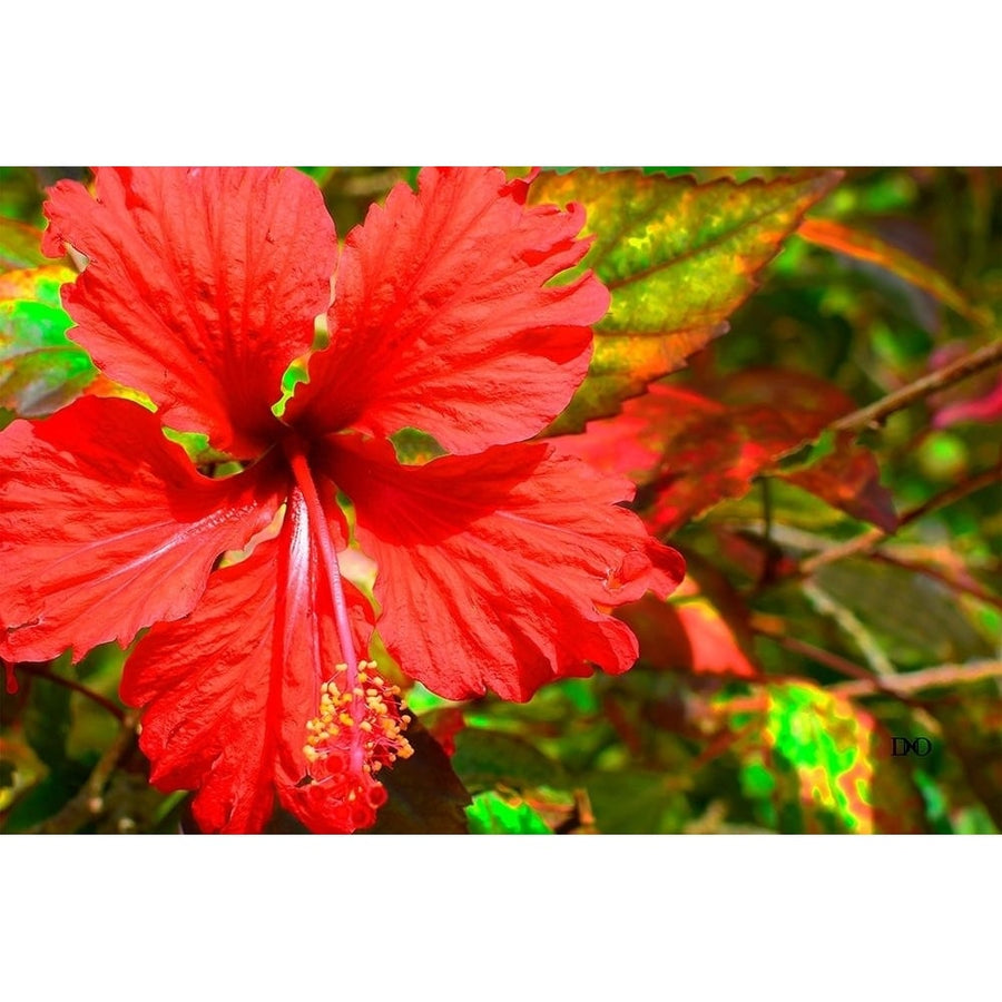 Red Hibiscus Poster Print by Don Spears-VARPDXS1711D Image 1