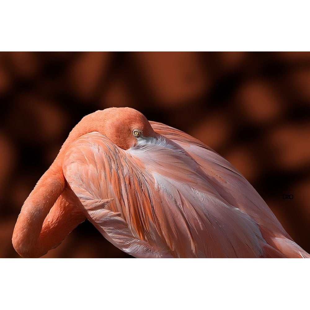 Flamingo Poster Print by Don Spears-VARPDXS1708D Image 1