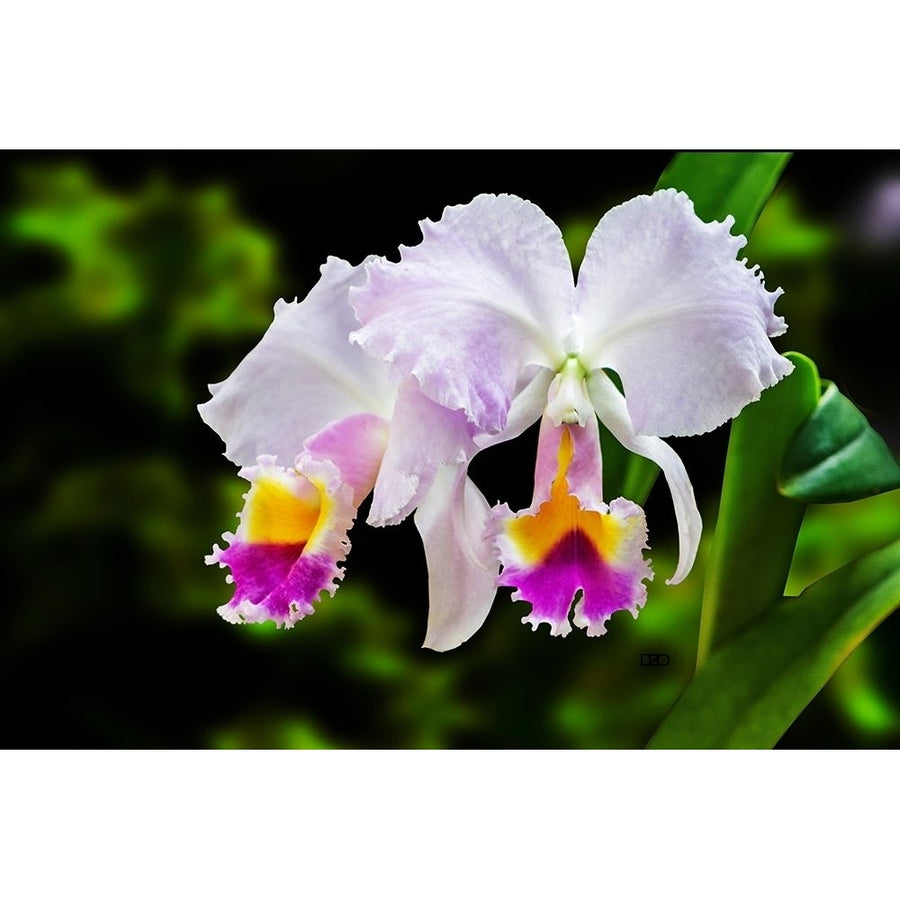 White Yellow and Fuchsia Orchids Poster Print by Don Spears-VARPDXS1712D Image 1